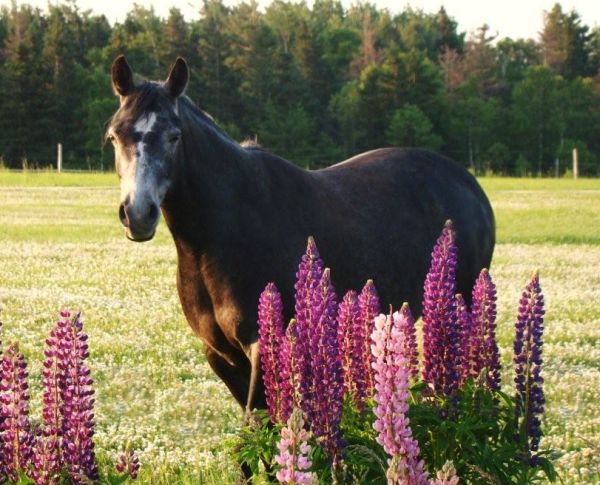 Desi smelling the lupines