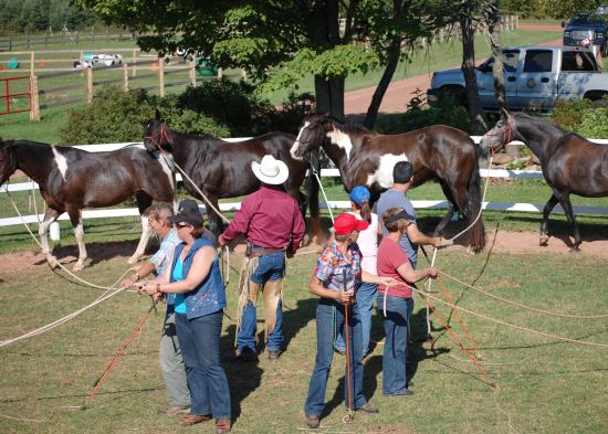 Round Pen Carousel